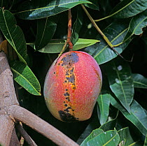 Anthracnose (Colletotrichum gloeosporioides) lesions and weeping on a mango fruit on the tree, Transvaal, South Africa, February