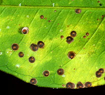 Florida red scale (Chrysomphalus aonidium) armoured purple coloured scale insects on an orange leaf, South Africa, February