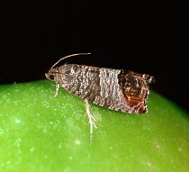 Adult codling moth (Cydia pomonella) a major pest of fruit such as apples and pears on the surface of an apple, South Africa, February
