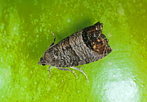Adult codling moth (Cydia pomonella) a major pest of fruit such as apples and pears on the surface of an apple, South Africa, February