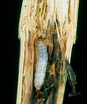 Spotted stalk borer (Chilo partellus) caterpillar in damaged sorghum (Sorghum sp.) stem, South Africa, February