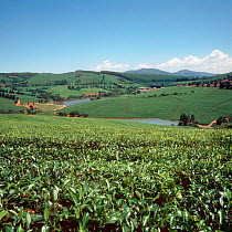 Rolling hill landscape with lakes and tea plantations on a fine day in the Low Veldt, Transvaal, South Africa, February