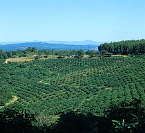 Lines of mature avocado trees in the foreground with South African Low Veldt landscape fading into the distance behind, Transvaal, South Africa, February