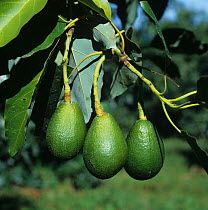 Maturing avocado fruit (Persea americana) hanging from long peduncles on the tree, Transvaal, South Africa, February