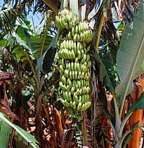Mature green bunch of bananas (Musa x paradisiaca) variety Williams at harvest, Transvaal, South Africa