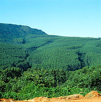 Extensive Blue gum / eucalyptus (Eucalyptus grandis) plantation covering hillside and replacing natural habitat, Transvaal, South Africa