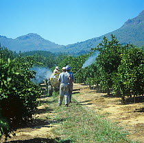 Lance spraying of orange (Citrus sinensis) trees in fruit with pesticide without safety protection, South Africa, February