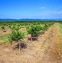 Young orange orchard on the Letaba Estates with hose for piped irrigation and nutrient drip, near Tzaneen, Transvaal, South Africa