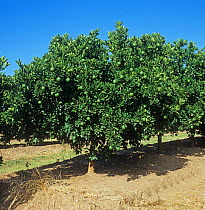 Rows of orange trees (Citrus sinensis) with green, maturing fruit in an orchard in the Low Veldt, Transvaal, South Africa, February