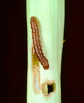 Maize stalk borer (Busseola fusca) caterpillar on a damaged sorghum (Sorghum sp.) stem, South Africa, February