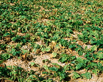Wilting and necrosis caused by boron deficiency, Bo, on a sugar beet crop in Champagne Region, France, Septrember