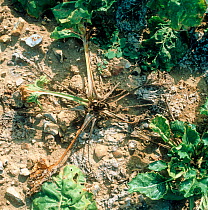 Wilting and necrosis caused by boron deficiency, Bo, on a sugar beet plant in Champagne Region, France, Septrember