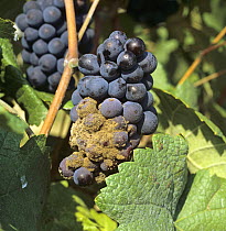 Grey mould (Botrytis cinerea) noble rot fungal development on mature Pinot Noir grapes at harvest, Champagne Region, France