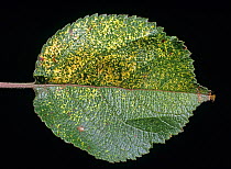 Yellow mottling effect caused by apple mosaic virus (AMV) to a leaf from an apple fruit tree