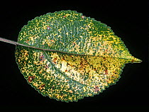 Yellow mottling effect caused by apple mosaic virus (AMV) to a leaf from an apple fruit tree