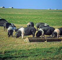 Free range British saddleback pigs in outdoor runs with pig arks and feeders, Hampshire,