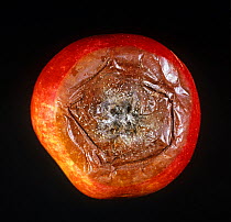 Fruit eye rot (Neonectria ditissima) development of rot around the eye (blosson end) of and apple fruit