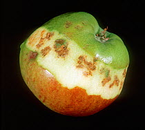 Bitter pit, dark spots in the flesh of an apple caused by a lack of calcium (Calcium deficiency) late in the season in dry conditions.