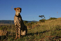 Rehabilitated Cheetah (Acinonyx jubatus) wearing a radio collar, Masai Mara, Kenya.