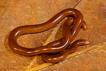 Blind snake (Ramphotyphlops depressus), Willaumez Peninsula, New Britain, Papua New Guinea, December