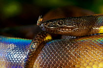 Portrait of a Bismarck Ringed python (Bothrochilus boa) with fly, Willaumez Peninsula, New Britain, Papua New Guinea, December