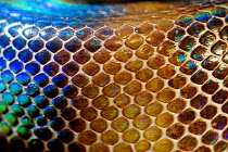 Detail of the body scales of a Bismarck Ringed python (Bothrochilus boa), Willaumez Peninsula, New Britain, Papua New Guinea, December