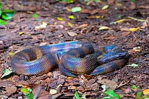 Bismarck Ringed python (Bothrochilus boa), Willaumez Peninsula, New Britain, Papua New Guinea, December