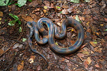 Dorsal view of a Bismarck Ringed python (Bothrochilus boa) in leaf litter, Willaumez Peninsula, New Britain, Papua New Guinea, December