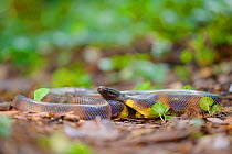 Bismarck Ringed python (Bothrochilus boa), Willaumez Peninsula, New Britain, Papua New Guinea, December