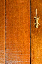 Common house gecko (Hemidactylus frenatus) on door of bungalow in Walindi Plantation Resort, Willaumez Peninsula, New Britain, Papua New Guinea, December