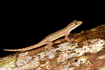Common house gecko (Hemidactylus frenatus), Willaumez Peninsula, New Britain, Papua New Guinea, December