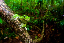 White-lipped Tree Frog (Nyctimystes infrafrenatus / Litoria infrafrenata) in rainforest, Willaumez Peninsula, New Britain, Papua New Guinea, December