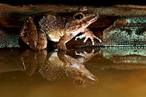 Giant webbed frog (Cornufer guppyi / Discodeles guppyi), Willaumez Peninsula, New Britain, Papua New Guinea, December