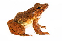 Giant webbed frog (Cornufer guppyi / Discodeles guppyi) on white background, controlled conditions, Willaumez Peninsula, New Britain, Papua New Guinea, December