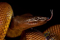 Portrait of a Bismarck Ringed python (Bothrochilus boa) tongue flicking, Willaumez Peninsula, New Britain, Papua New Guinea, December