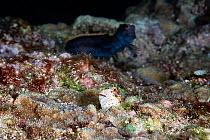 Pair of red-spotted blennies (Blenniella chrysospilos) spawning. The female (pale, foreground) has deposited eggs in the male&#39;s burrow. The male in the background was waiting in a nearby burrow an...