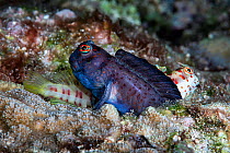 Pair of red-spotted blennies (Blenniella chrysospilos). The male (dark) fertilizing eggs in the burrow beneath him. There was already a female in the burrow. While that female was depositing eggs, the...
