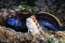 Red-spotted blenny (Blenniella chrysospilos) pair, just finished spawning. After attracting the female (foreground) to his burrow, the male moves to another hole while the female deposits eggs. He vis...