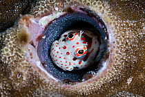 Male red-spotted blenny (Blenniella chrysospilos) watching over a clutch of eggs that are nearly ready to hatch. Kumejima, Okinawa, Japan, Pacific Ocean