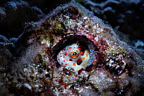 Red-spotted blenny (Blenniella chrysospilos) male watching over a clutch of eggs that are nearly ready to hatch. During spawning, males of this species select and prepare burrows like this, often aban...