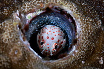 Red-spotted blenny (Blenniella chrysospilos) male hatching a clutch of eggs that he has been watching over for about five days. Kumejima, Okinawa, Japan, Pacific Ocean.