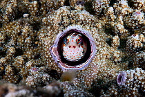 Red-spotted blenny (Blenniella chrysospilos) looking out from its home in coral reef, the abandoned burrow of a vermetid gastropod (Dendropoma maximum) snail. Kumejima, Okinawa, Japan, Pacific Ocean