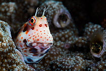 Red-spotted blenny (Blenniella chrysospilos) poking its head out of its home in coral, with two coral hermit crabs (Paguritta sp.) visible in the background. The blenny&#39;s home is the abandoned bur...