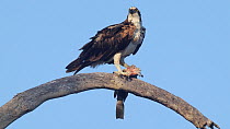 Osprey (Pandion haliaetus) ruffling its feathers while feeding on a dead Spotted bass (Paralabrax maculatofasciatus), Bolsa Chica Ecological Reserve, Orange County, California, USA, May.
