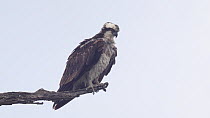 Osprey (Pandion haliaetus) ruffling its feathers and flapping its wings to dry off after a dive, Bolsa Chica Ecological Reserve, Orange County, California, USA, May.