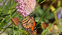 Monarch Butterfly (Danaus plexippus) nectaring on a Sweet scabious (Scabiosa atropurpurea), Orange County, California, USA, May.