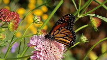 Monarch Butterfly (Danaus plexippus) nectaring on a Sweet scabious (Scabiosa atropurpurea) before flying away, Orange County, California, USA, May.
