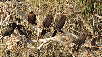Double-crested cormorants (Phalacrocorax auritus) juveniles roosting at their rookery preening, Orange County, California, USA, May.