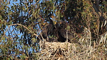 Double-crested Cormorant (Phalacrocorax auritus) chicks sitting in nest, pestering parent for food before the parent feeds one of the chicks, California, USA, May.
