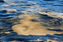 Algal bloom on the sea, also called sea sawdust (Trichodesmium erythraeum). Tenerife, Canary Islands.